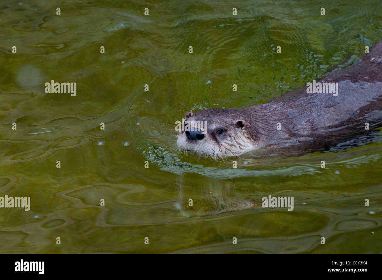 A swimming Northern River Otter Stock Photo