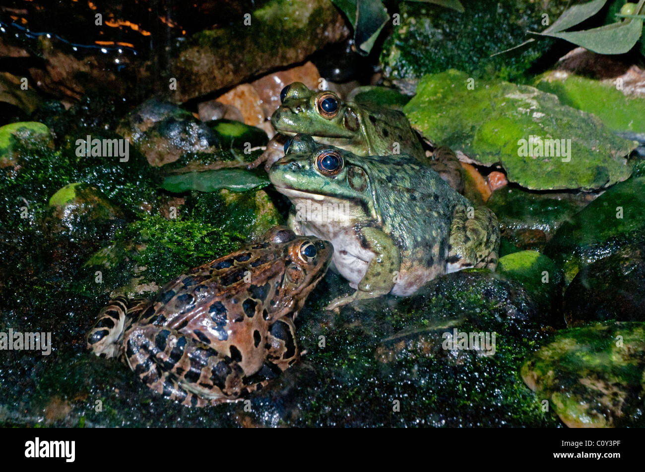 Two Green Frogs and a Leopard Frog. Stock Photo