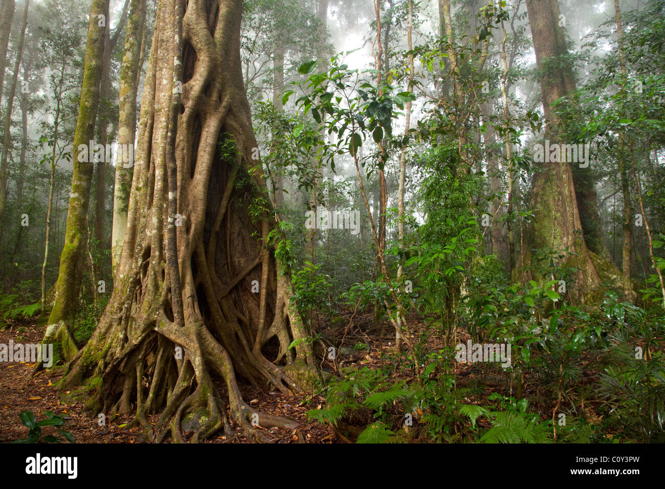 subtropical rainforest, Binna Burra section, Lamington National Park, Queensland, Australia Stock Photo