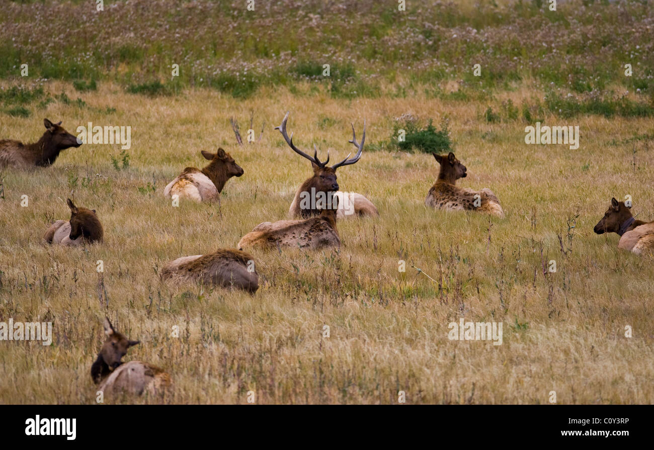 A bull elk lies down among his harem of cows, Yellowstone National Park