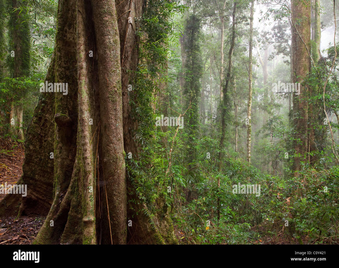 subtropical rainforest, Binna Burra section, Lamington National Park, Queensland, Australia Stock Photo