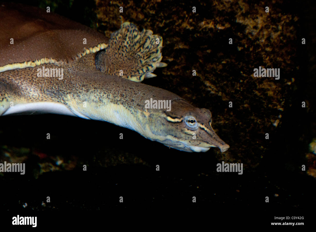 Spiny softshell turtle hi-res stock photography and images - Alamy