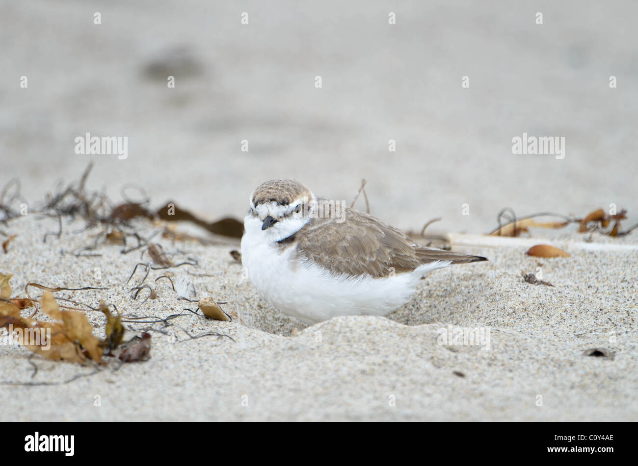 Snowy Plover in sand Stock Photo