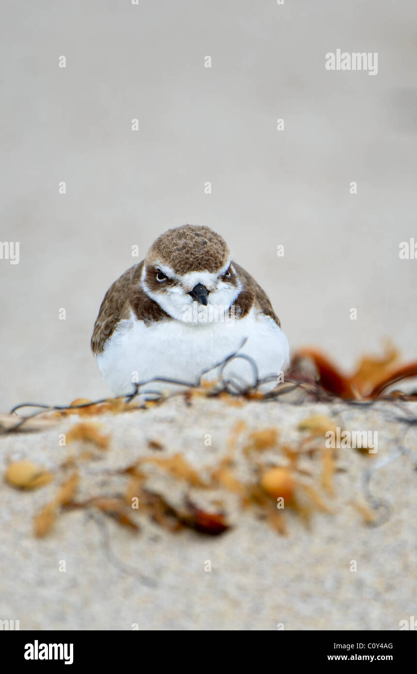 Snowy Plover in sand Stock Photo