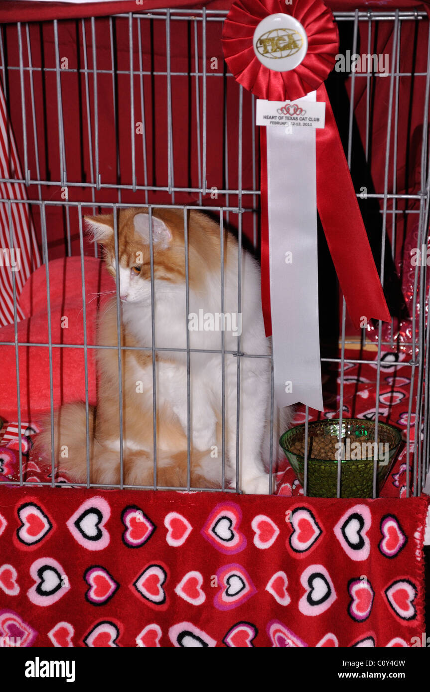 Norwegian Forest Cat Stock Photo