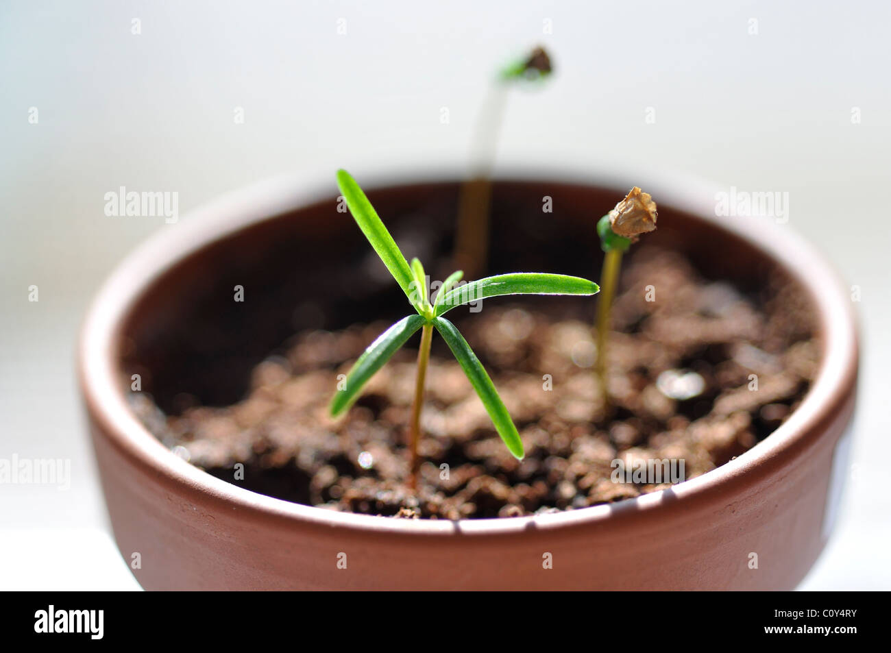 Balsam fir sprout Stock Photo