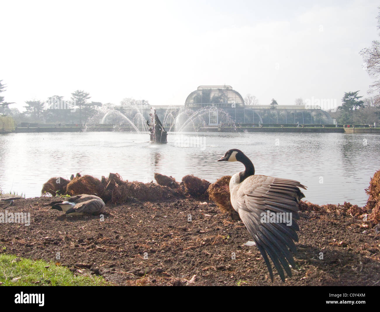 A Canada goose stretches its wing in Kew Gardens, London. In the lake behind the goose is a statue of Hercules, and behind that Stock Photo