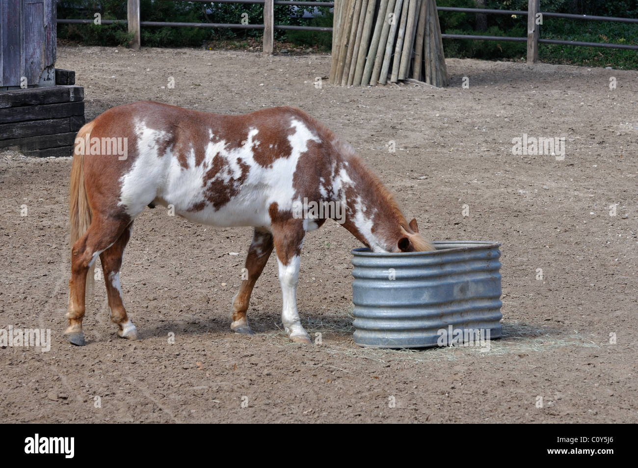 Indian horse hi-res stock photography and images - Alamy