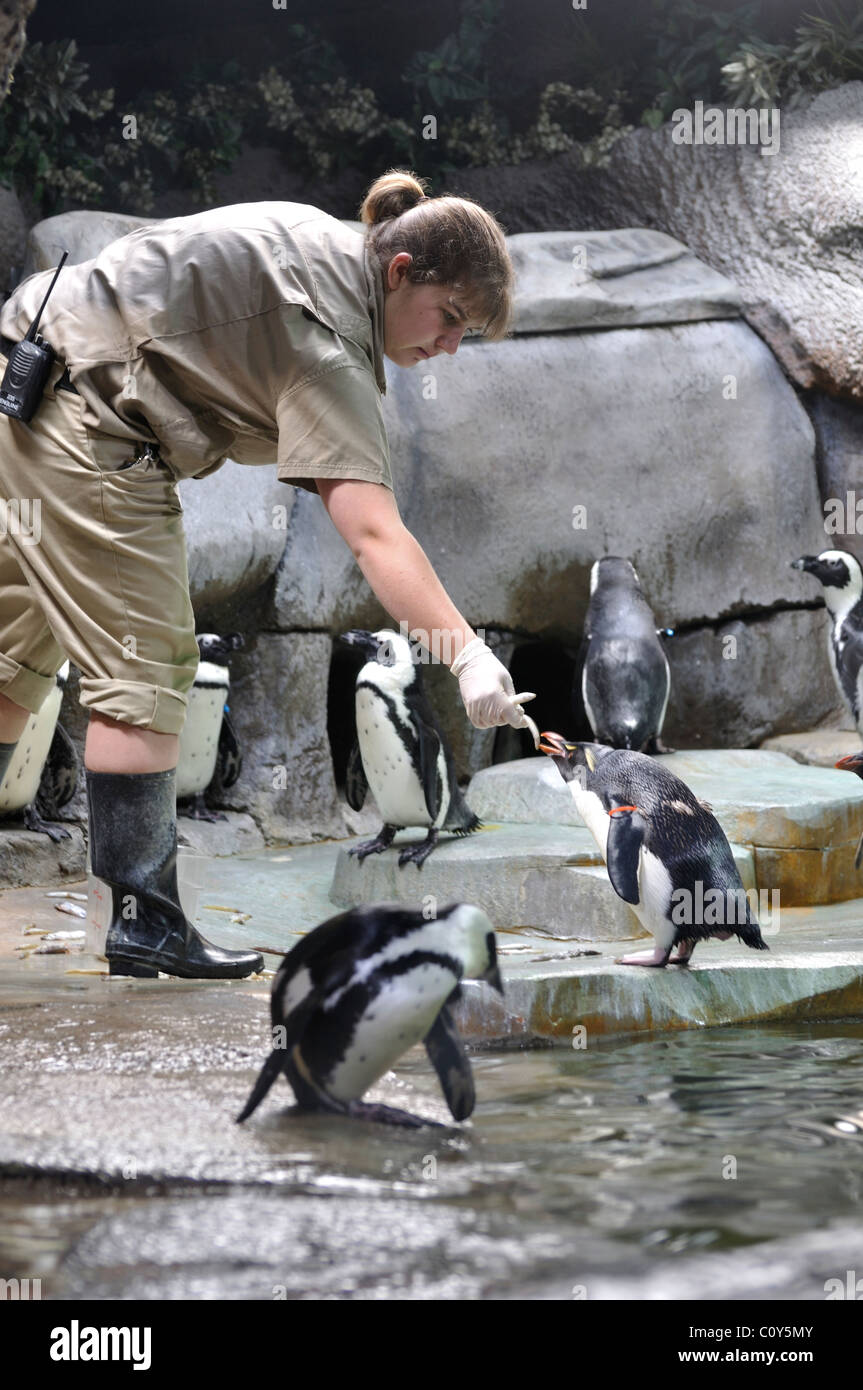 Zoo worker at Fort Worth Zoo, Texas, USA feeding penguins Stock Photo