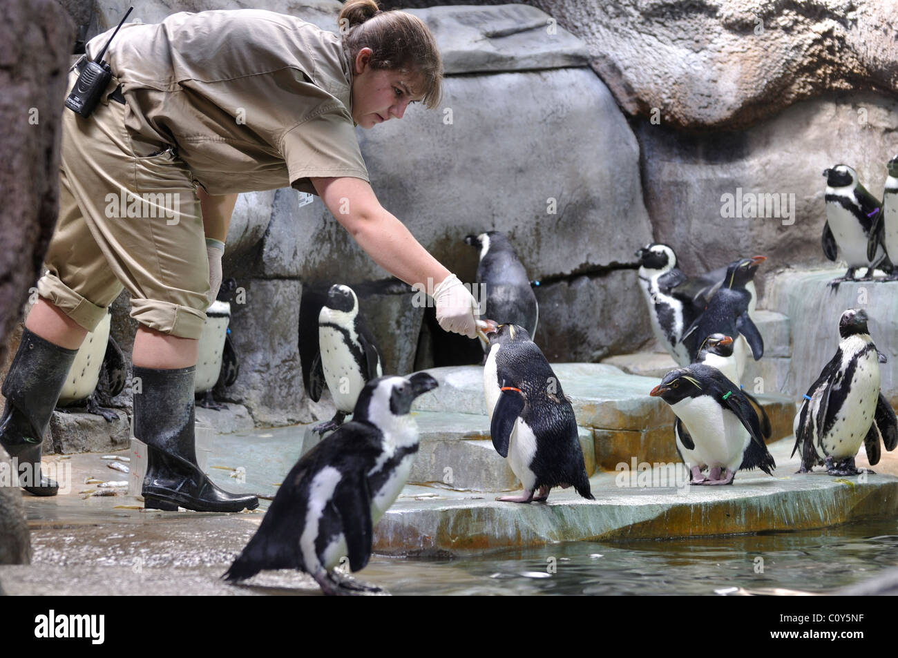 Zoo worker at Fort Worth Zoo, Texas, USA - feeding penguins Stock Photo