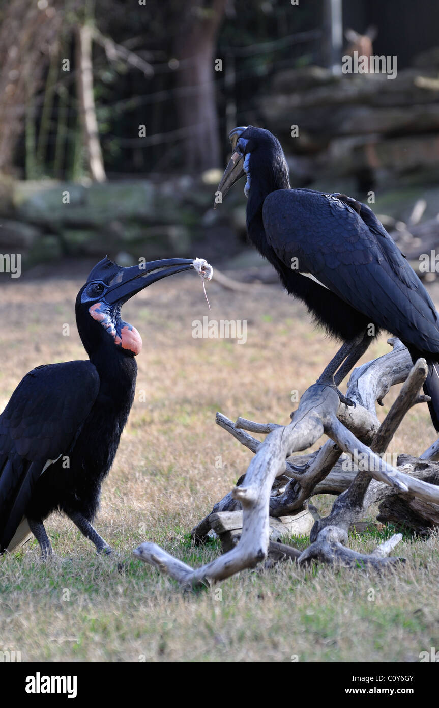 Abyssinian Ground Hornbill - a male bird offering a mouse to a female as a part of courtship Stock Photo