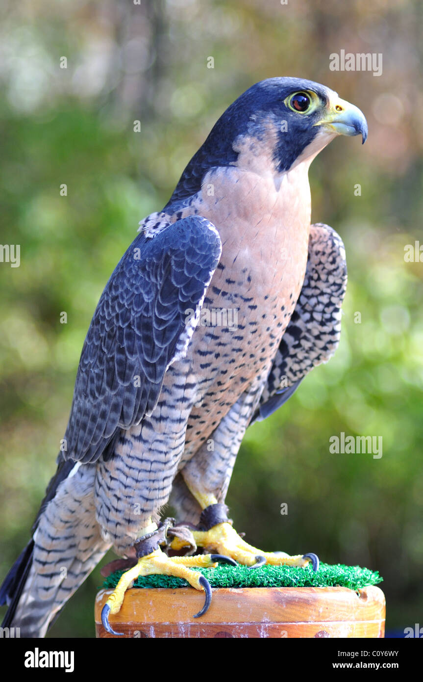 Peregrine Falcon Stock Photo - Alamy