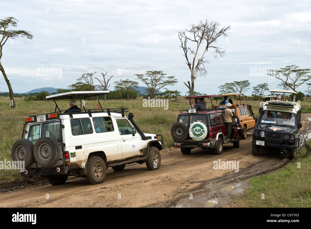 Traffic jam caused by visitors watching a leopard at Seronera Serengeti Tanzania Stock Photo