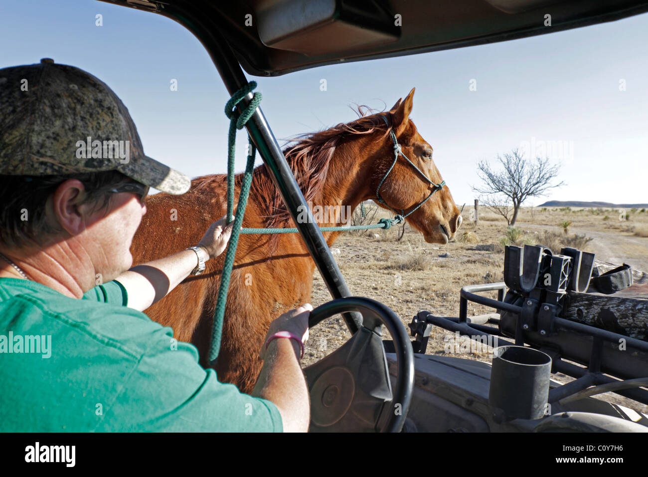 Rancher exercising a horse on a ranch in far West Texas, near the town of Marathon Stock Photo
