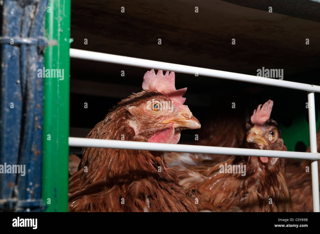 Modern chicken egg farm in Terceira island in the Azores Islands Stock Photo