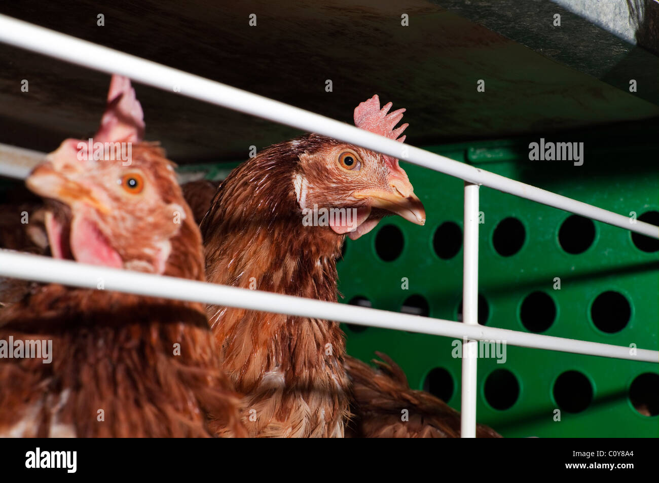 Modern chicken egg farm Stock Photo