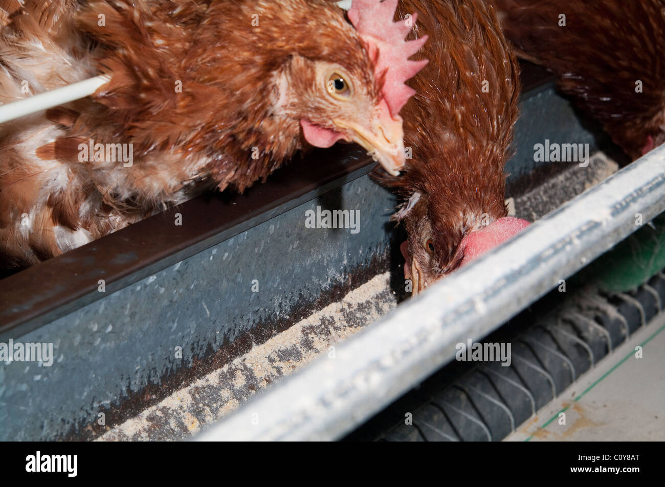 chicken egg farm Stock Photo Alamy