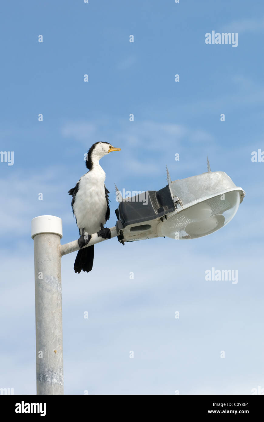 Cormorants australia birds queensland hires stock photography and images Alamy
