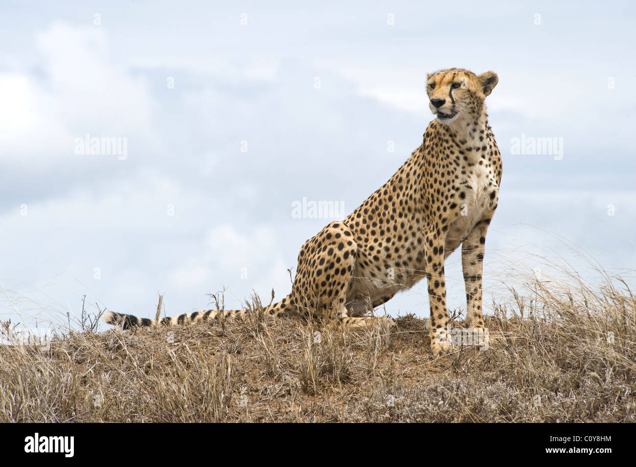 Female cheetah, Acinonyx jubatus, searching for prey, Simba Kopjes, Serengeti, Tanzania Stock Photo