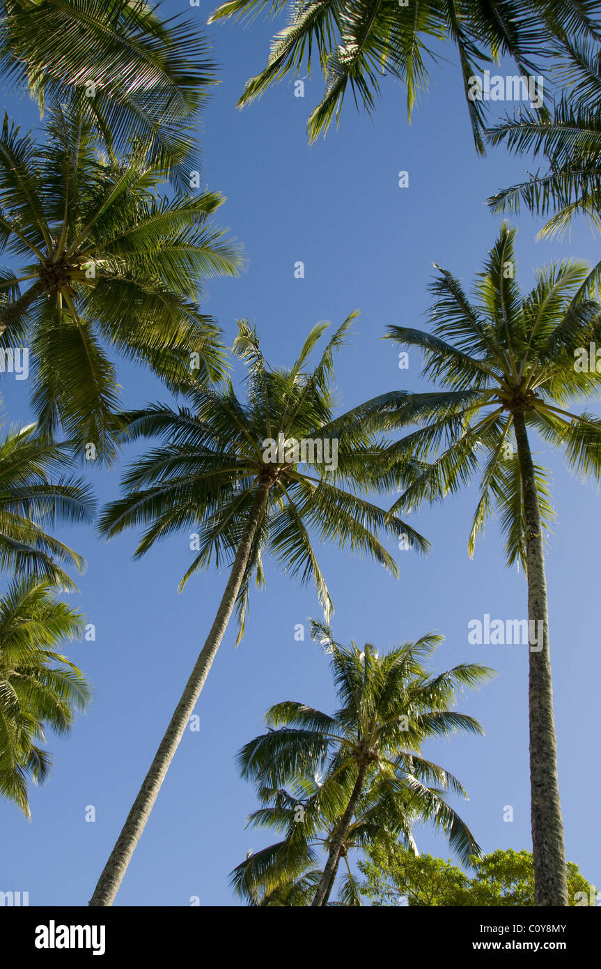 Australian palm trees hires stock photography and images Alamy