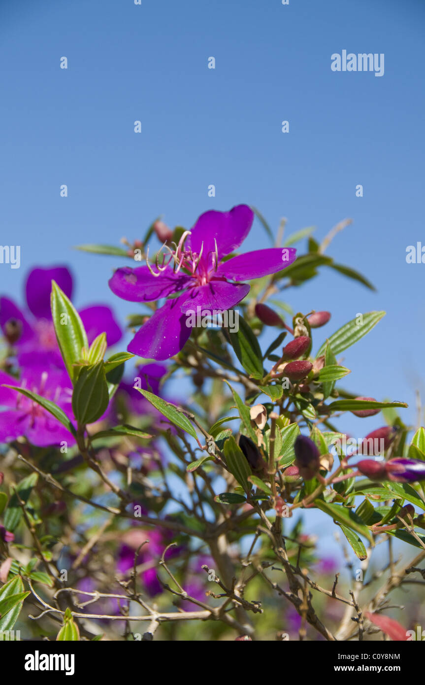 Purple Tibouchina flower (Lasiandra), Whitsunday Islands, Queensland, Australia. Stock Photo