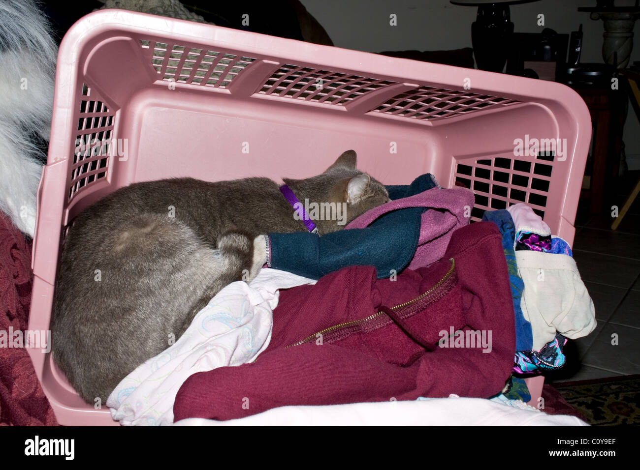 Cat sleeping among the clothes in a laundry basket Stock Photo