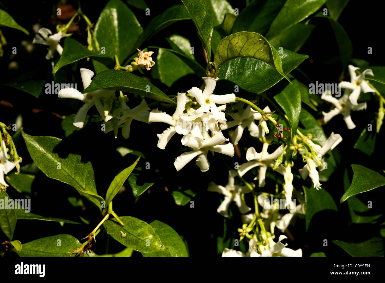 Scented white Confederate Jasmine (star jasmine) flowers growing on a vine Florida Stock Photo