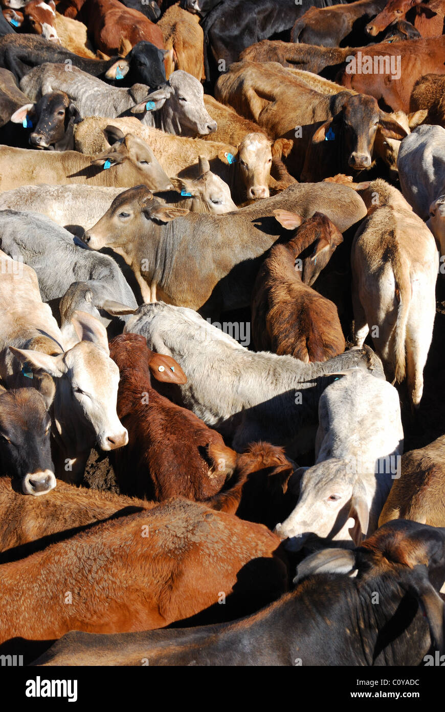 https://c8.alamy.com/comp/C0YADC/the-different-colors-of-brahman-cattle-in-pens-in-the-yard-at-the-C0YADC.jpg