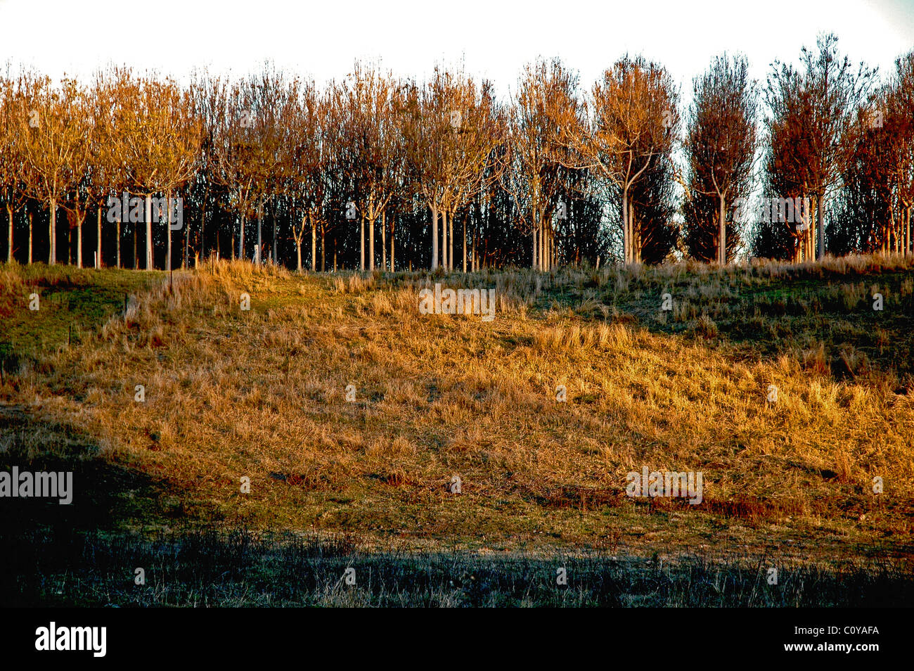 Pattern and repetition in Paulownia tree, the world's fastest growing