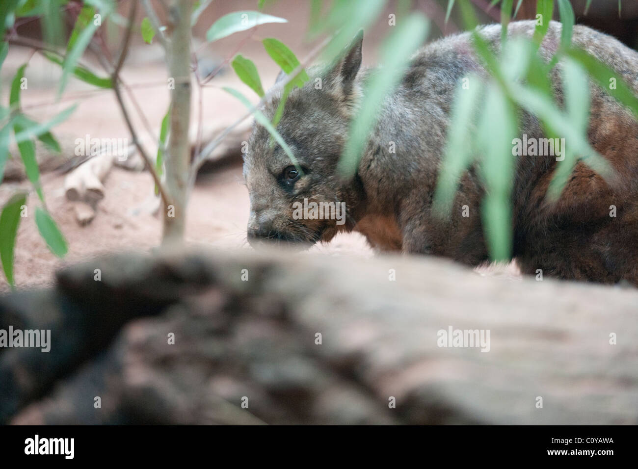 Southern Hairy-nosed Wombat behind foliage.  Captive Specimen. Stock Photo