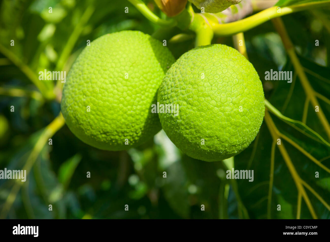 Two Breadfruits on tree,  Ocho Rios, Jamaica Stock Photo