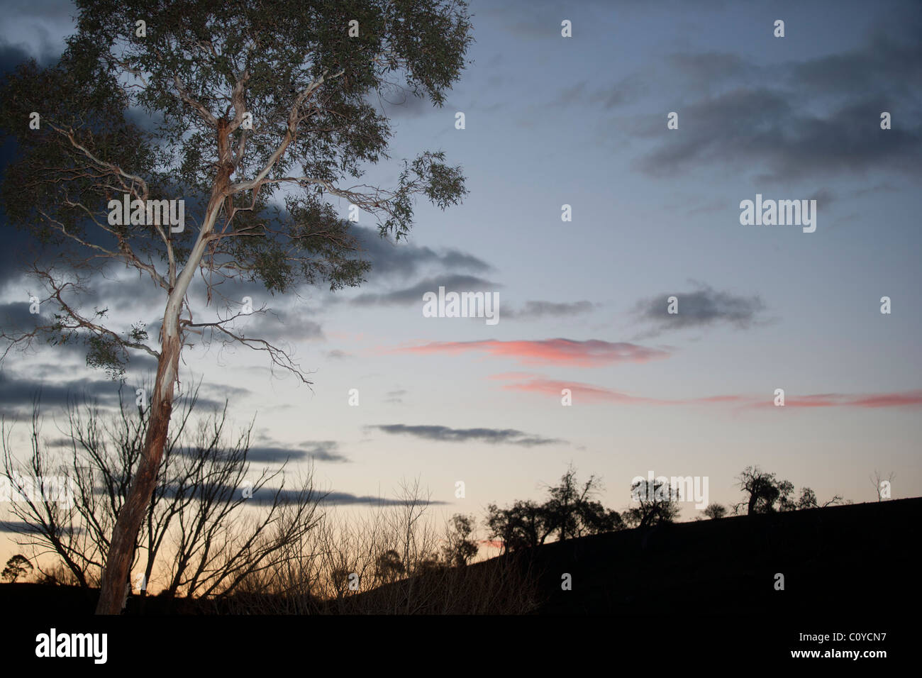 Eucalyptus gum tree (Eucalyptus grandis) at dusk Queensland, Australia Stock Photo