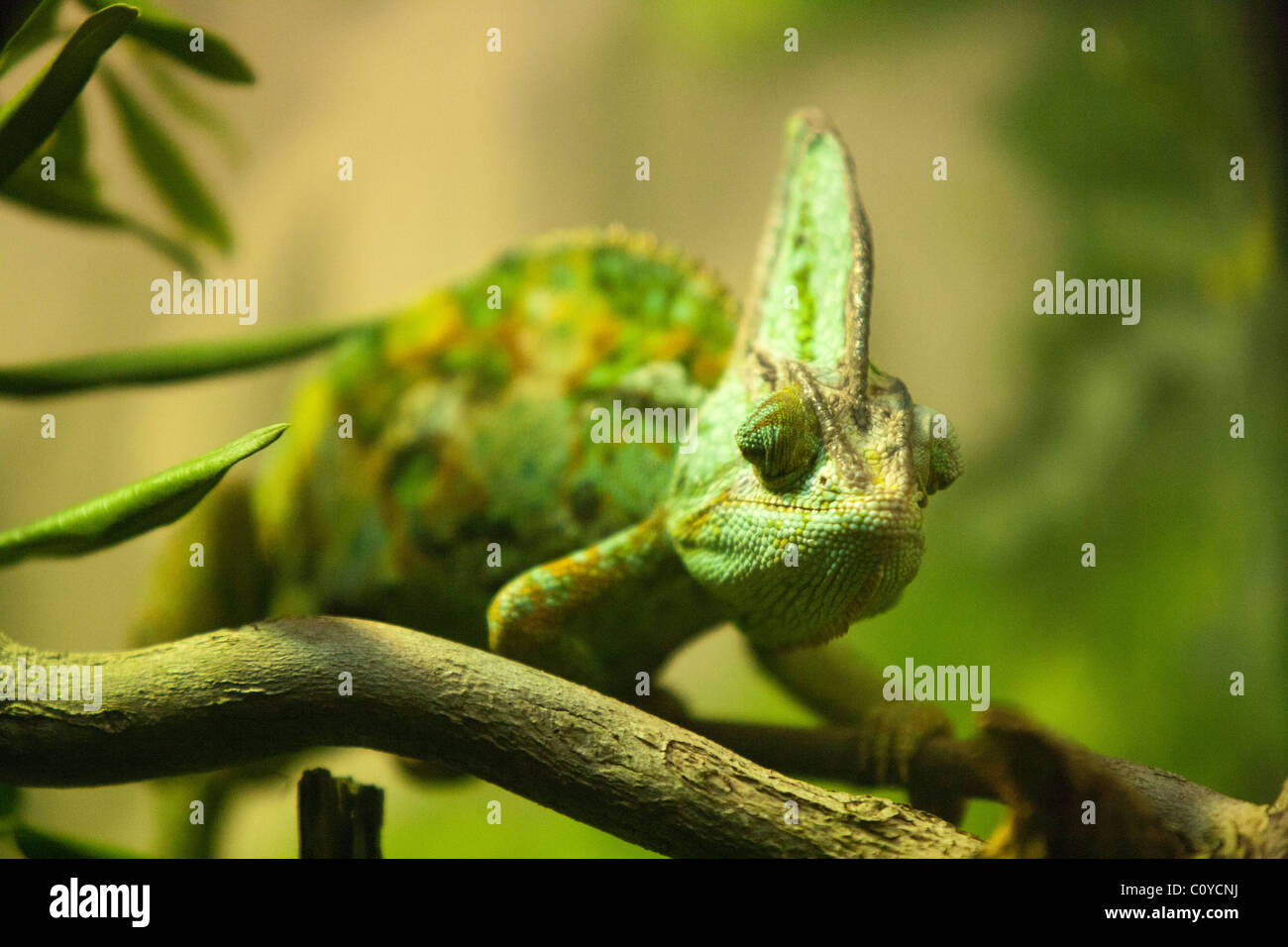 veiled chameleon, Chamaeleo calyptratus, (aka Yemen Chameleon) on branch. Stock Photo