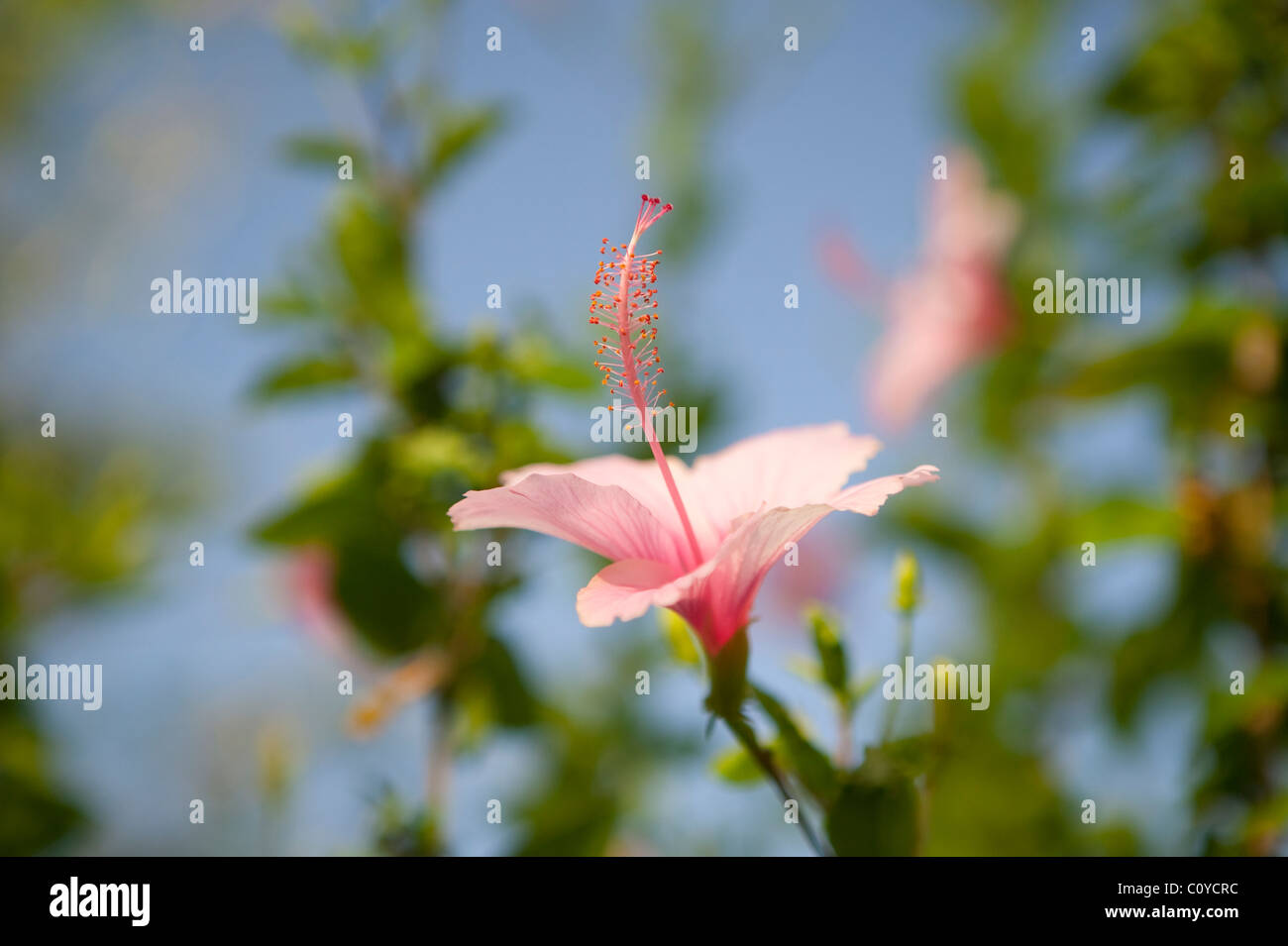 Ocho rios jamaica hires stock photography and images Alamy