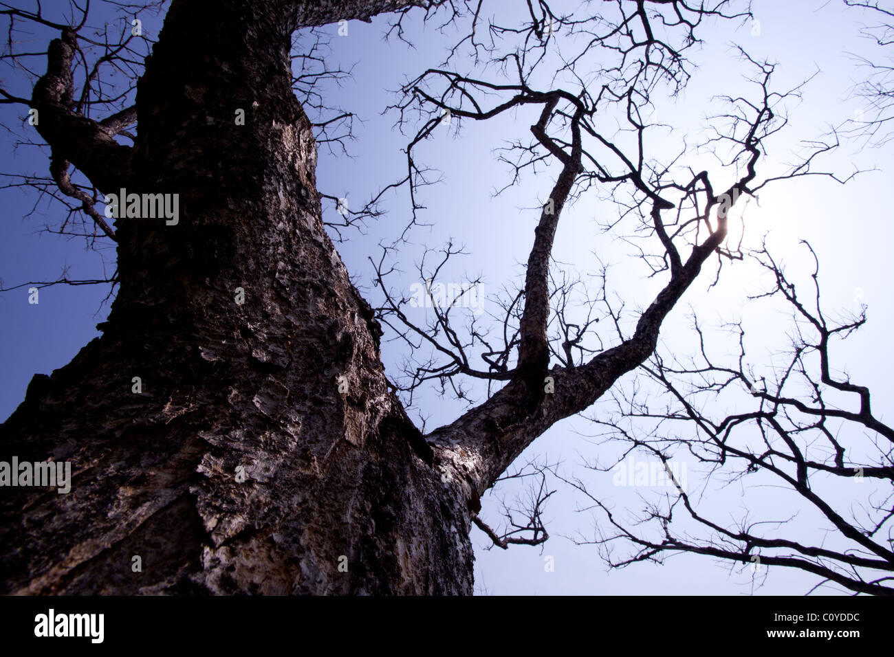 low viewpoint of silhouette branches with blue sky background Stock Photo