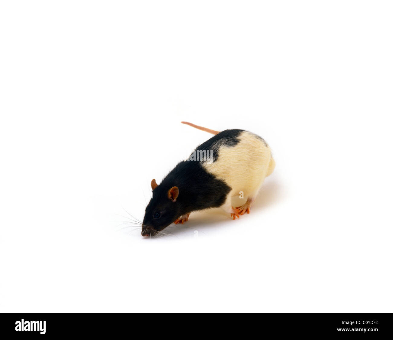 Black & White Rat Stock Photo Alamy