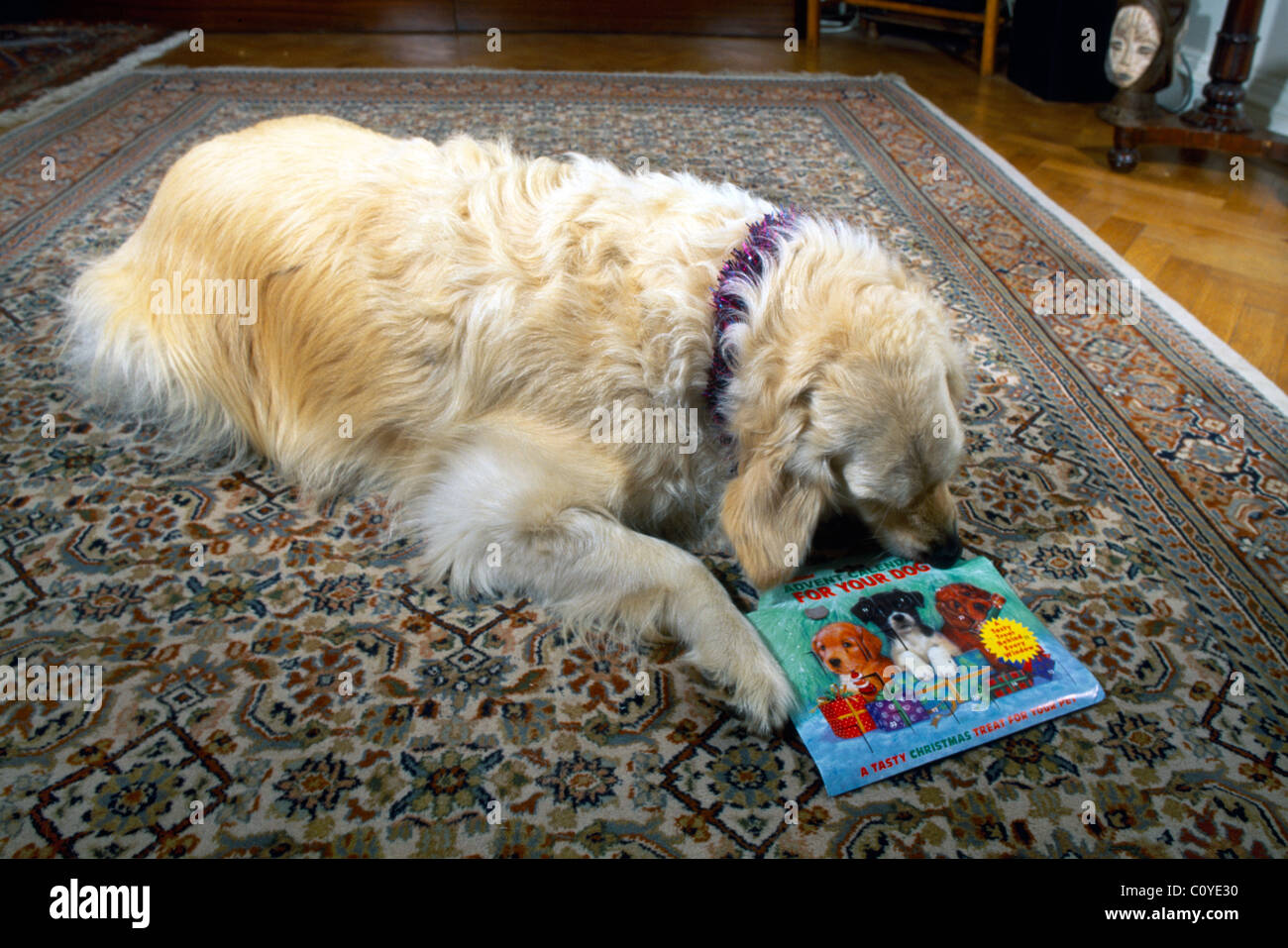 Golden Retriever With Advent Calendar For Dogs Stock Photo Alamy