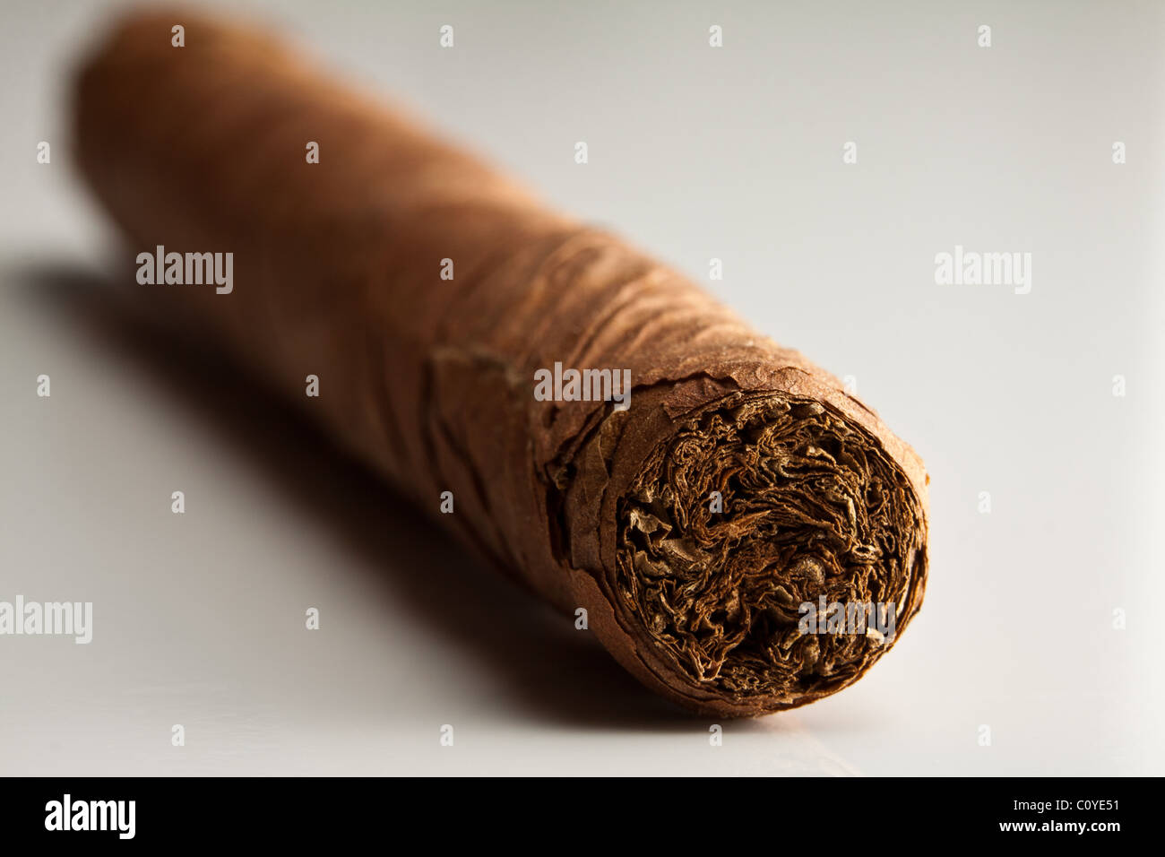 cigar on white background Stock Photo
