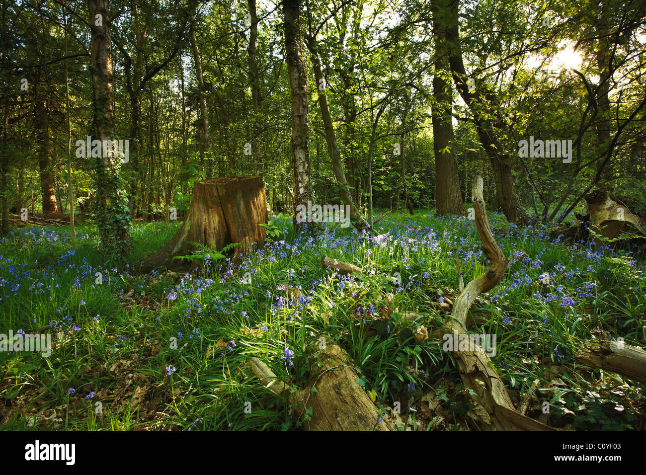 Spring Bluebells Stock Photo
