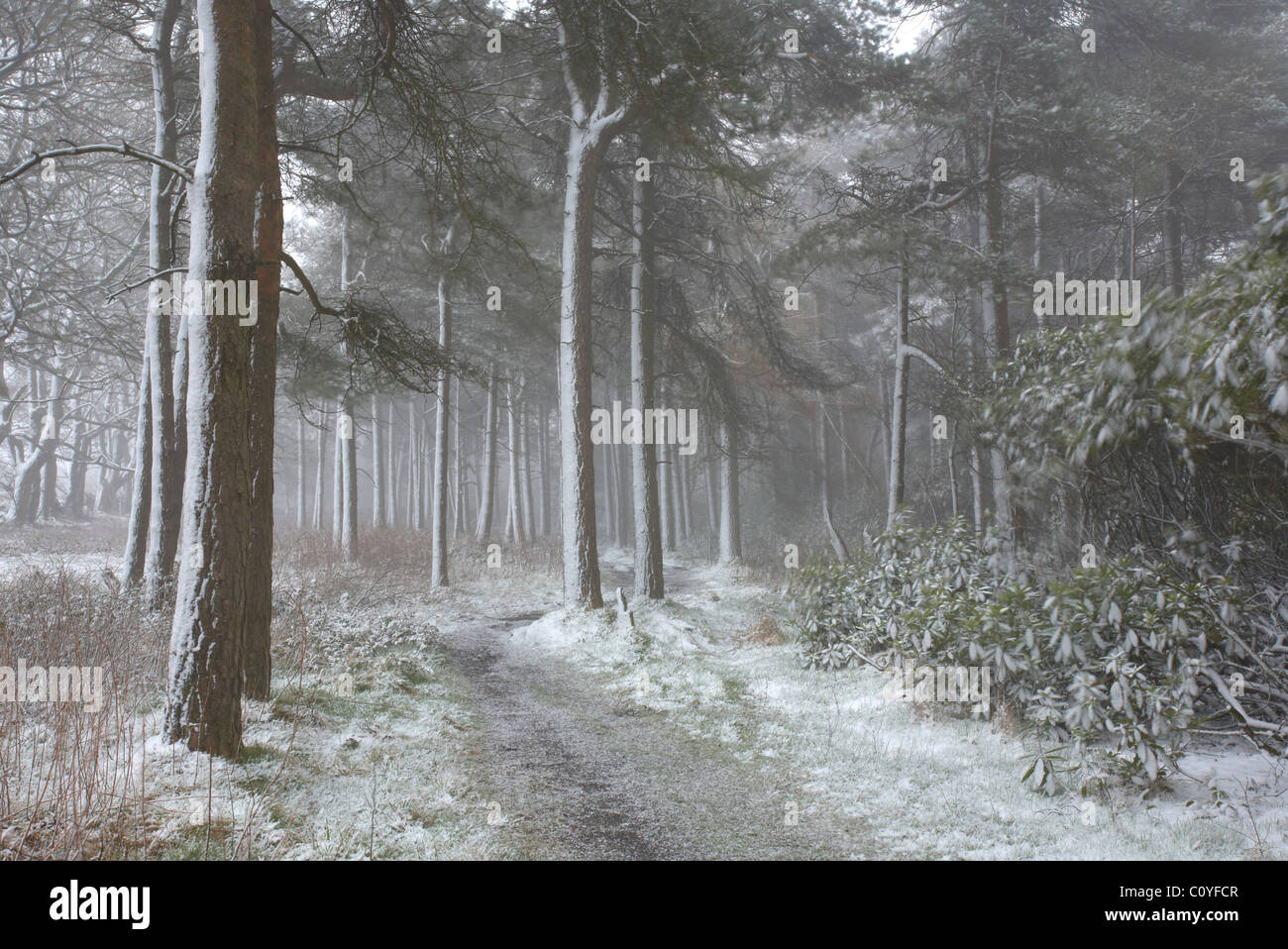 Snow in Blacka Moor Woods Stock Photo