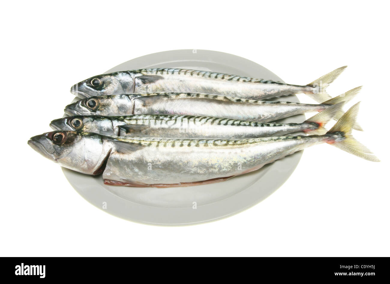 Four fresh mackerel fish on a plate against white Stock Photo