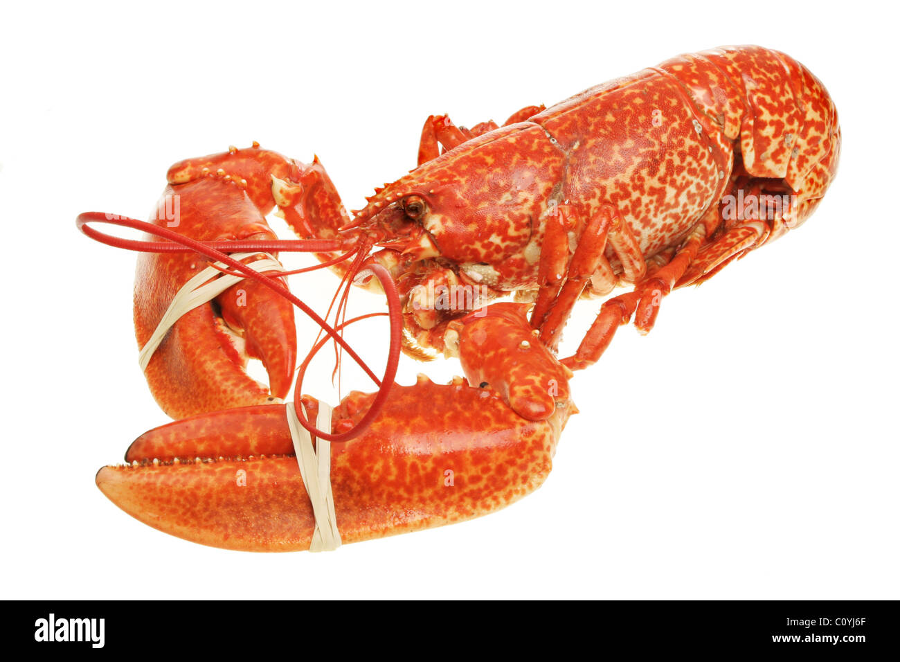 Whole cooked lobster with banded claws Stock Photo