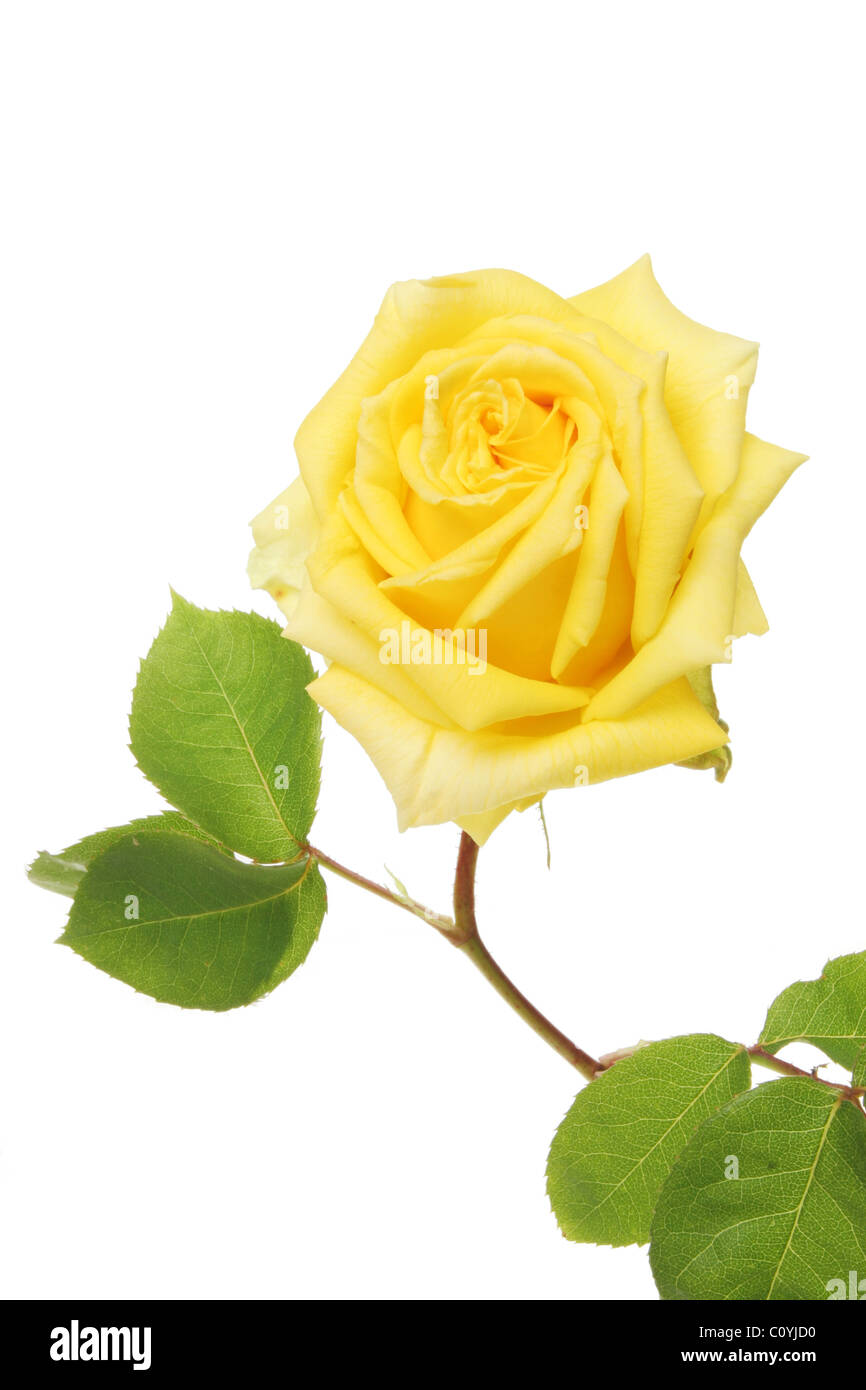 Yellow rose bloom and foliage Stock Photo