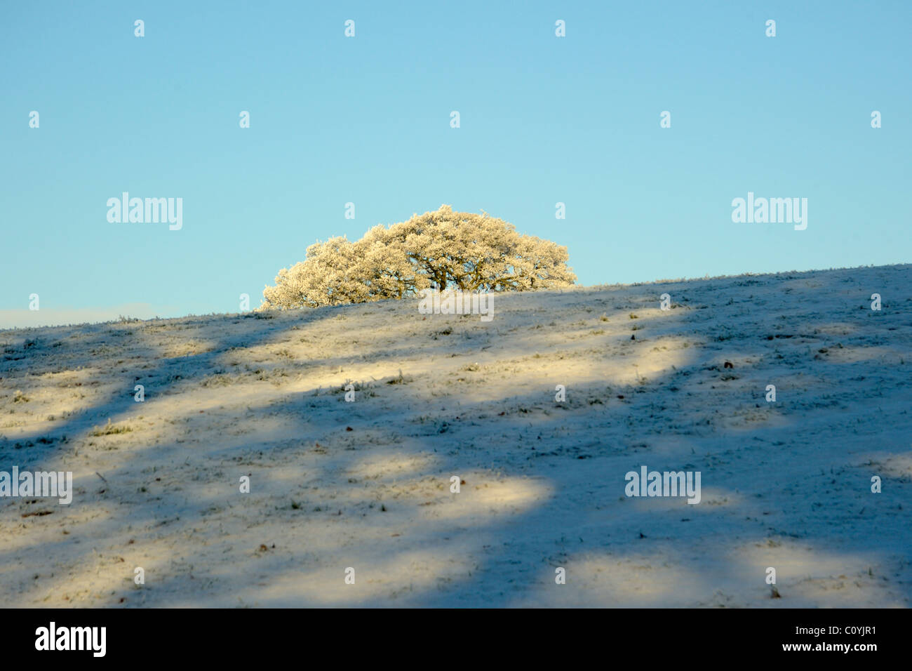 Hoar Frost on Tree Stock Photo