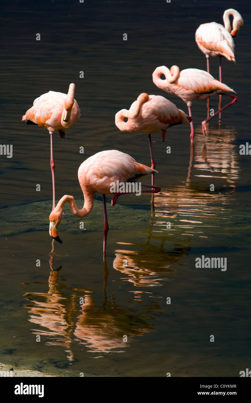 Greater Flamingos Isabela Island Galapagos Islands Ecuador Stock greater-flamingos-isabela-island-galapagos-islands-ecuador-stock