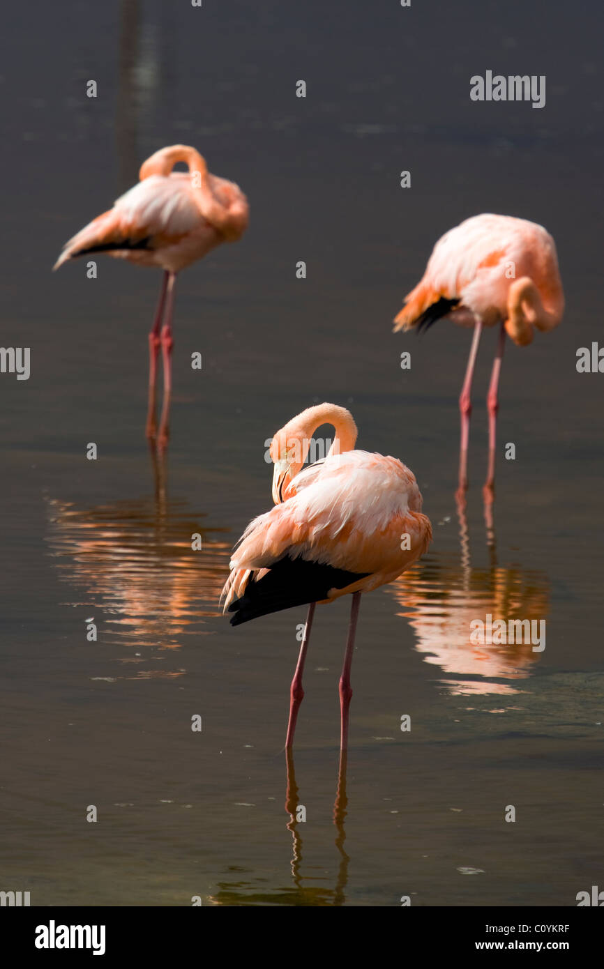 greater-flamingos-isabela-island-galapagos-islands-ecuador-stock