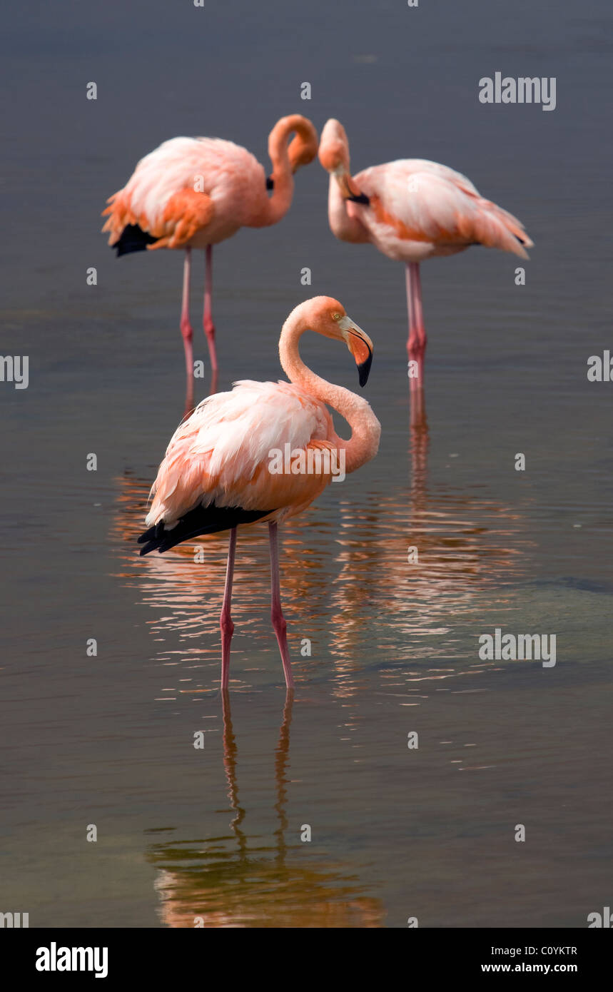 Isabella Island Birds High Resolution Stock Photography And Images Alamy isabella-island-birds-high-resolution-stock-photography-and-images-alamy