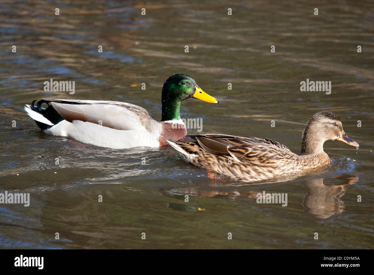 Male and female Anas platyrhynchos Dabbling Ducks swimming on a pond Stock Photo