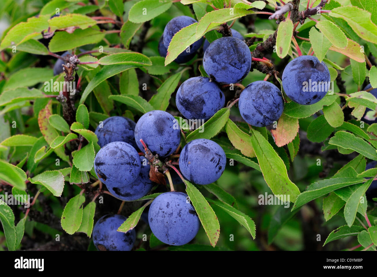 Blackthorn / sloe (Prunus spinosa) close up of black-blue berries / sloes / drupes and leaves Stock Photo