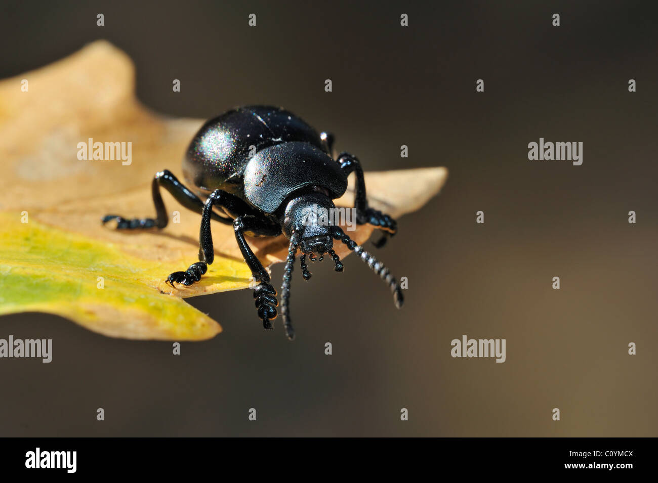 Bloody-nosed beetle / blood spewer / blood spewing beetle (Timarcha ...